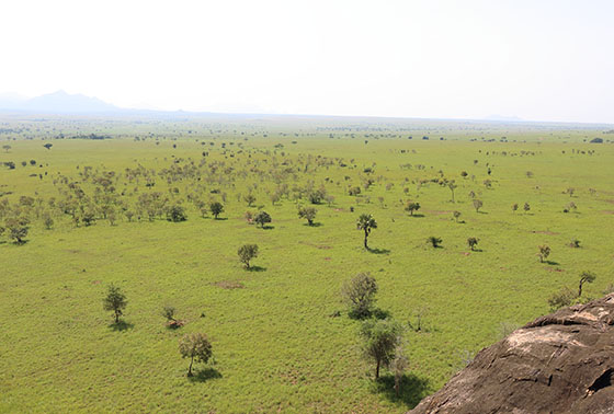 キデポ渓谷国立公園のサバンナ